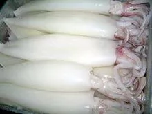 Frozen Squid Fish