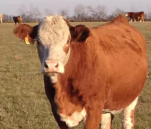 Ganado lechero Simmental