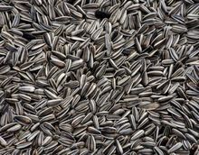 Sunflower Seed
