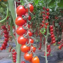 Sementes de tomate ZHONGYING8