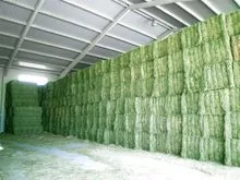Premium Grade Alfafa Hay para Material de Alimentação Animal Alfalfa / Alfalfa Hay preço da fazenda