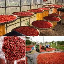 Dried Red Chili Dry, Single Spices Chilli Top Product