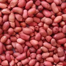 Raw red skin peanuts