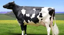 Gado Bovino Vivo Leiteiro- Holandesas (Holstein Friesian)