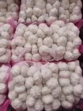 Chinese Normal White Garlic /Pure White Garlic/Fre