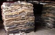 Cow Hide, Cow skin, Donkey Skin, Salted Cow Omasum/ Cow Pizzles/ Cow Beef/Donkey Meat for sell