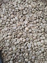 Green Coffee beans for sale