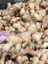 High Quality Fresh Indonesian Ginger