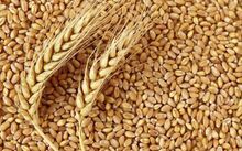 Grãos de trigo de alta qualidade 