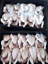  Frozen Chicken Wings For Sale In Cheap Price Wholesale Frozen Chicken Wings