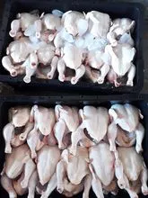 最优惠的价格批发冷冻鸡肉清真冷冻鸡肉出厂价整只鸡，翅膀，胸肉，脚，爪子便宜出售