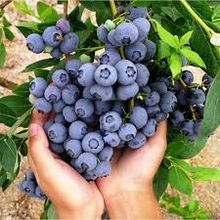 BLUE BERRIES 