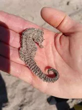 caballito de mar seco proveedor