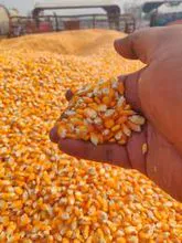 Yellow Maize/White Maize/Corn Grains