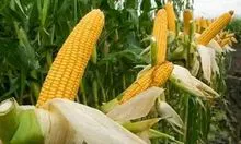 黄玉米 供人类食用和动物饲料的黄玉米