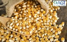 Yellow Corn (GMO/Non-GMO)
