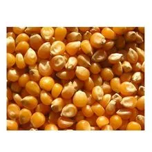 MILHO / MILHO / NÃO OGM / Milho Amarelo &amp; Milho Branco para Alimentação Humana e Animal 