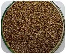 种子 PENNISETUM GLAUCUM BRS1501，Milheto。 