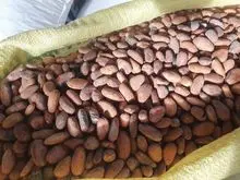 GRANOS DE CACAO LISTOS PARA EXPORTAR