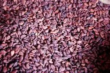 Cocoa Type 1
