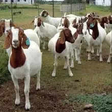 Criação de cabras Boer para desenvolvimento de fazendas