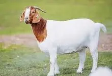 Cabras Boer para produção de carne