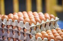 Graded fresh eggs