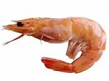 Proveedor de camarones IQF