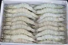 comprar camarones al por mayor