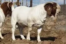 Cabras Boer mestiças para fazendas de baixo insumo
