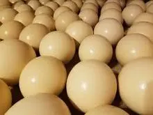 Export-grade ostrich eggs