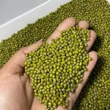 Premium Green Mung Beans – High Protein, Non-GMO, Bulk Wholesale Supplier – Export Quality