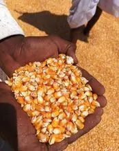 Premium Yellow Maize for Human Consumption – High Quality, Non-GMO, Bulk Supply Available