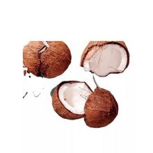 High Quality fresh coconut for sale 