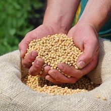 Soja brasileña premium: alta calidad para la exportación global