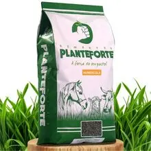 Capim Brachiaria Humidicola Incrustada