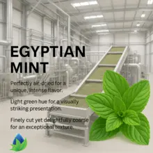 Hortelã egípcia (Mentha spicata)