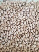 FEIJÃO CARIOCA - CARIOCA BEANS