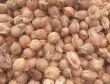 Coco semi-descascado