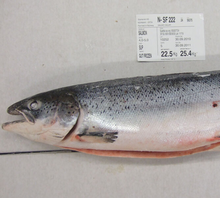 Salmón noruego de todos los tamaños