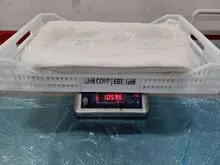 Giant squid fillet - Dosidicus Gigas 