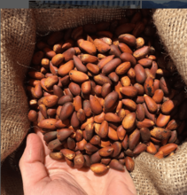 Cultivando los mejores granos de cacao