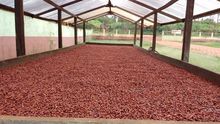 Grano de cacao