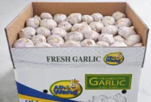 Alho Roxo Importado Calibre 9 – Caixa 10kg Premium