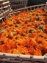 [* Albahaca - Mejorana - Tomillo - Hojas de apio - Eneldo - Menta - Hojas de hierbabuena - Hierba limón - Hojas de romero - Angélica