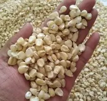 白玉米/黄玉米