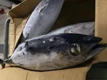 Atum Skipjack congelado IQF