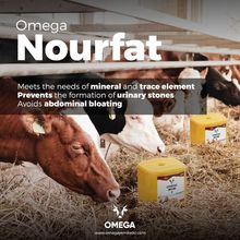 Nourfat Licking block