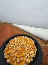 Corn