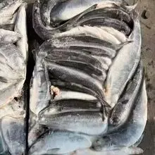 Mega Offer Herring Fish Fresh Clean and Tasty Seafood for BBQ Grill and Smoke Recipes